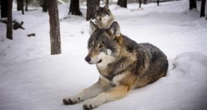 Soome muretseb huntide arvukuse pärast