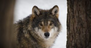 Miks hundid koduõuele trügivad?