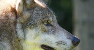 Hundijaht läbi – üks pool rahul, teine pahur