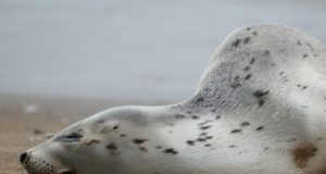 Hüljest päästa üritanud naine langes rünnaku ohvriks