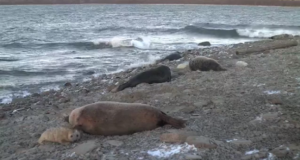 Hüljes poegis seirekaamera ees