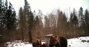 Liikvele läinud karud pole Pärnumaal pahandust teinud