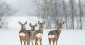 Valmis aasta looma ettekanne (uuendatud 8.03.17)