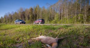 Metskitsed Eesti liikluses