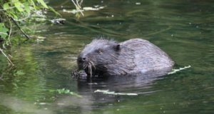 Kas koprad kuulevad?