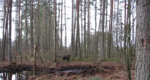 Lätis toimuvad jahikatsed