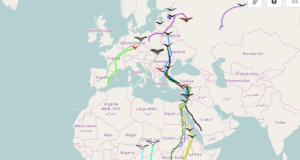 Lindude kevadrännet Eestisse saab näha interaktiivselt kaardilt
