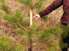 Ulukikahjustused riigimetsas on vähenenud