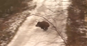 VIDEO! Paljassaares peeti seajahti