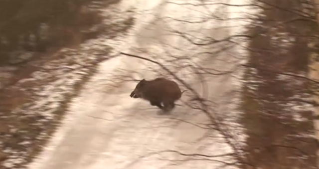 metssiga kuvatõmmis