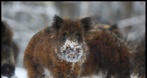 PRESSITEADE: Jahimehed täitsid riigipoolse metssigade küttimiskohustuse