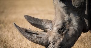 Salakütid hukkasid Pariisi loomaaias ninasarviku