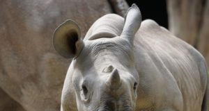 Tallinna loomaaia ninasarvikuid tuleb ohtude eest kaitsta