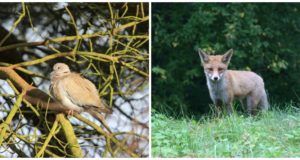 Türil saab tutvuda turteltuvi ja rebasega