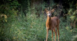 Tartumaal saab kuulata lugusid aasta loomast