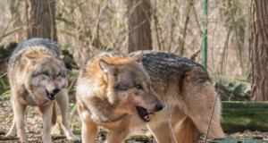 Mitu päeva koeri rünnanud hundid lasti maha