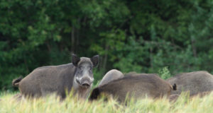 Sel jahihooajal kütiti kokku 17 415 metssiga