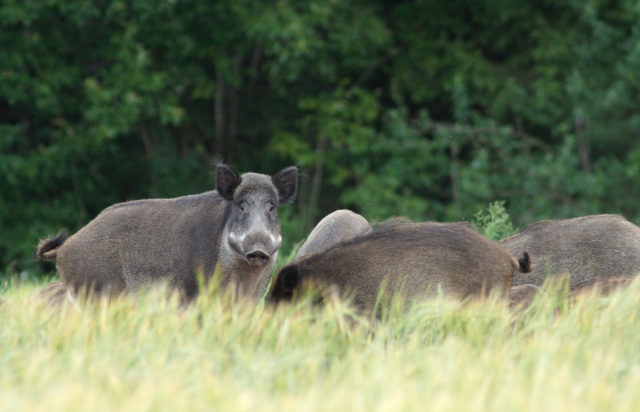 sead põllusTarmo Mikussaar