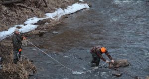 Jahimehed on Keila-Joalt leidnud mitu hulpivat metssiga (uuendatud 17.03)