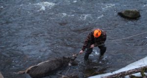 Nasva jões ulbib metssea laip