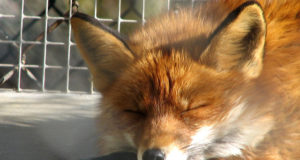 Keskkonnakomisjon langetab otsuse karusloomakasvatuste kohta