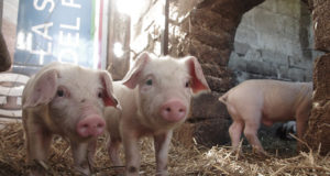 Saaremaal kasvab praegu kodusigu rohkem kui aasta tagasi