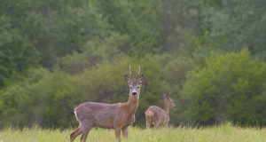 Anna teada, mis looduses toimub!