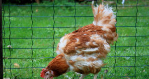 Rootsis avastati taas linnugripi puhang