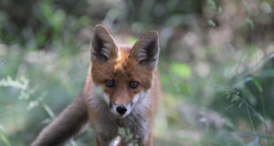 Karusloomakasvatajate ja loomakaitsjate seisukohad ei saagi läheneda