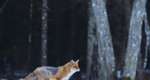 Hundid murravad kärntõbiseid rebaseid