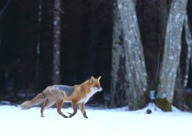 CV7A9952.JPG-kärnas rebane-j