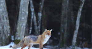 EJ 2/2017: Kärntõbi – kahepalgeline nakkushaigus