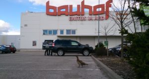 Metsis eksles Pärnu linnas