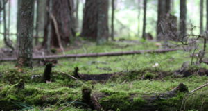 EJS-i eelinfo 1.05-7.05