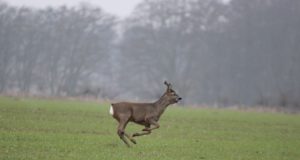 Harjumaal ajasid hundid kitse taga