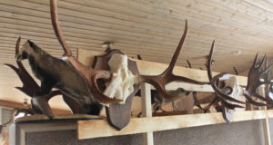 Tartus avati jahitrofeede näitus