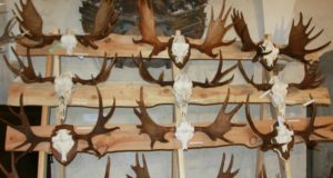 Galerii: EJS külastas Saaremaa trofeenäitust