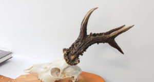 Trofeede medalid saabusid