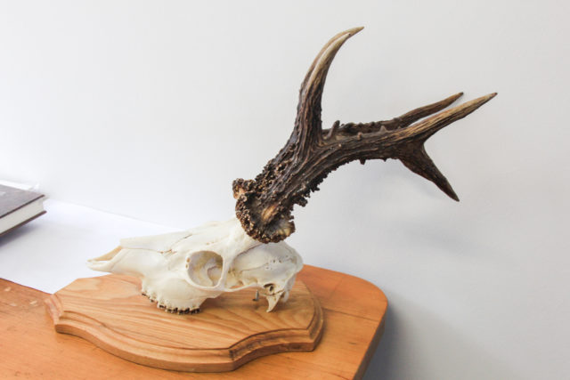 IMG_9229 Eesti uus tipptrofee-2