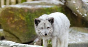 Uuring: Eestimaalaste hinnangul peaks karusloomakasvatus olema Eestis lubatud ka tulevikus