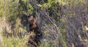 Sel nädalal jagatakse Tantsivaid Hunte