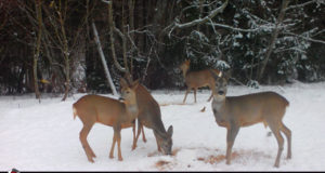 PRESSITEADE: Jahimehed loevad metskitsed kokku