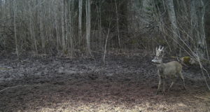 Piltuudis aasta loomast.