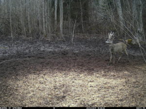 6.04. sokk karvaste sarvedega