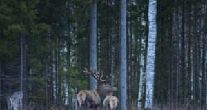 Kahju kannatavad põllumehed nõuavad hirvedele särutegemist