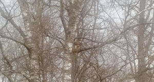 VIDEO! Kanakull lõhkus rästapesa