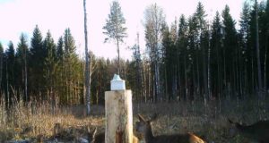 Piltuudis: kevadine karvavahetus