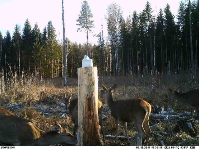 karvavahetus3-vahtramäe