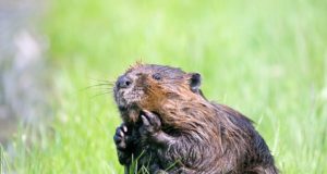 Koprad tekitavad aina enam peavalu