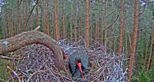 Linnuvaatlejad esitlesid pesakaamerate markantsemaid hetki